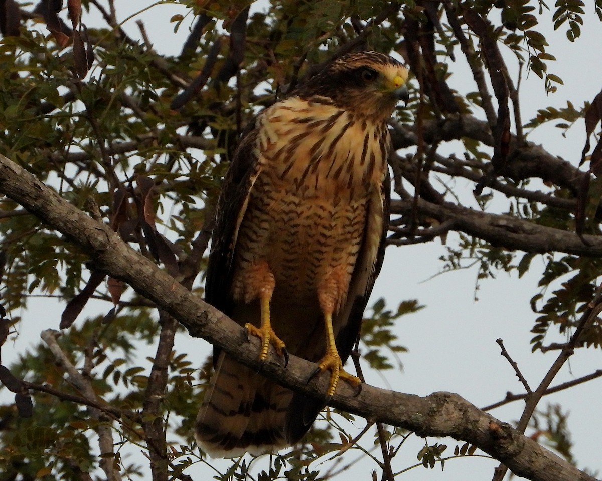 Roadside Hawk - ML319802791