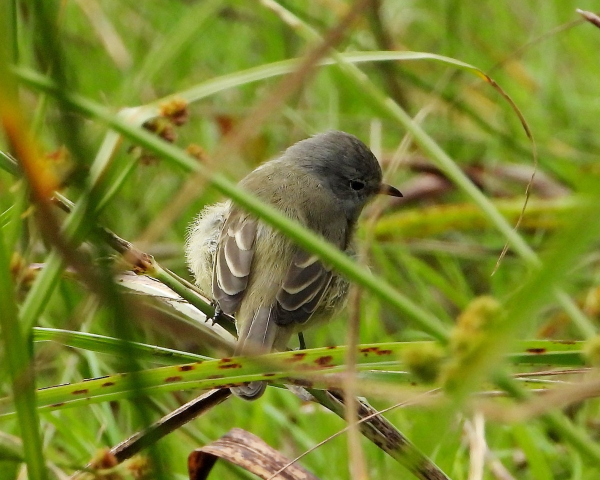 Southern Beardless-Tyrannulet - ML319803431