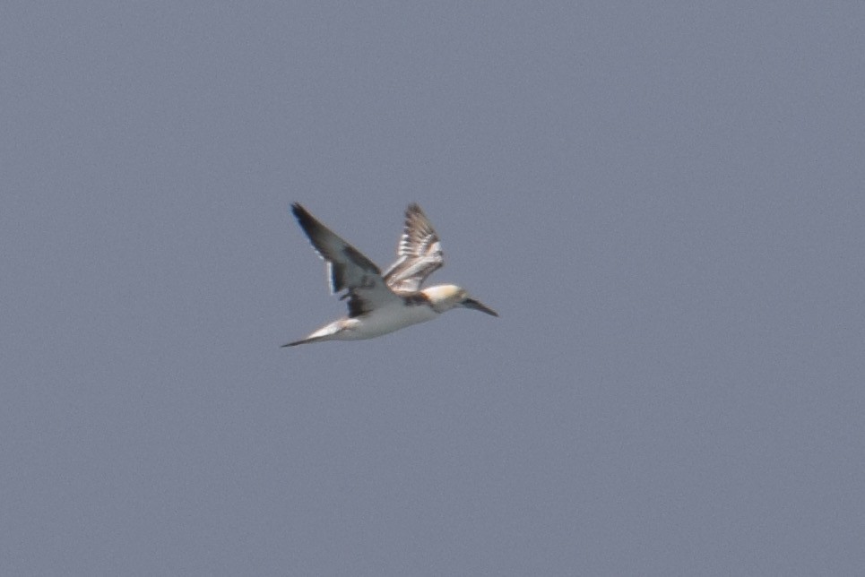 Australasian Gannet - ML31980371