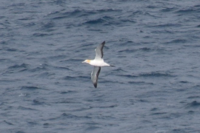 Australasian Gannet - ML31980461