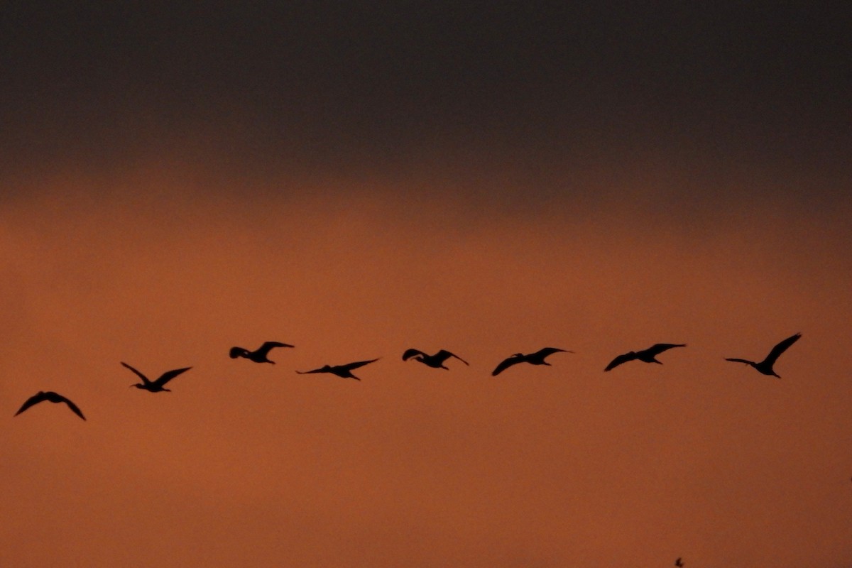 White-faced Ibis - Laura González