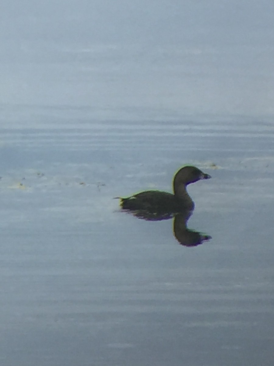 Pied-billed Grebe - ML31980491