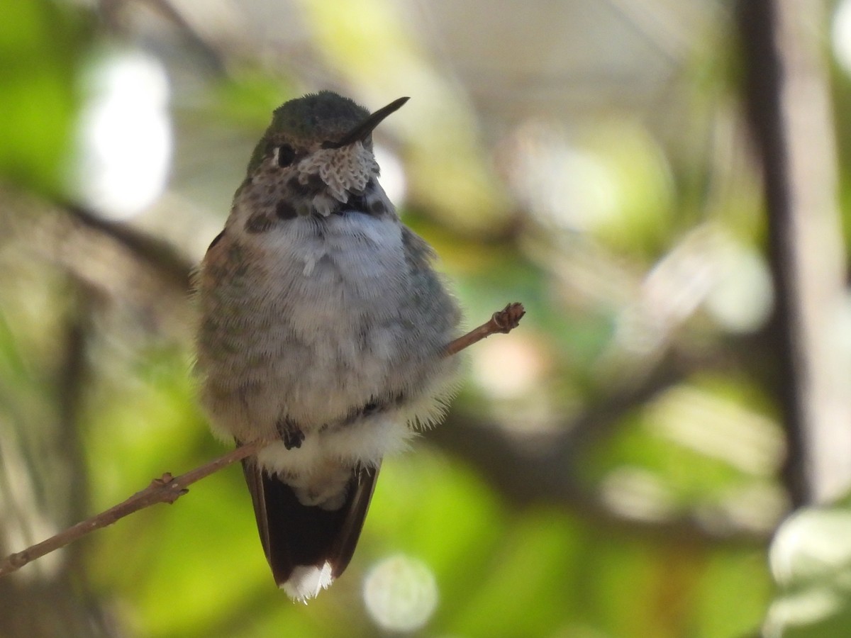 Broad-tailed Hummingbird - Nick Ramsey