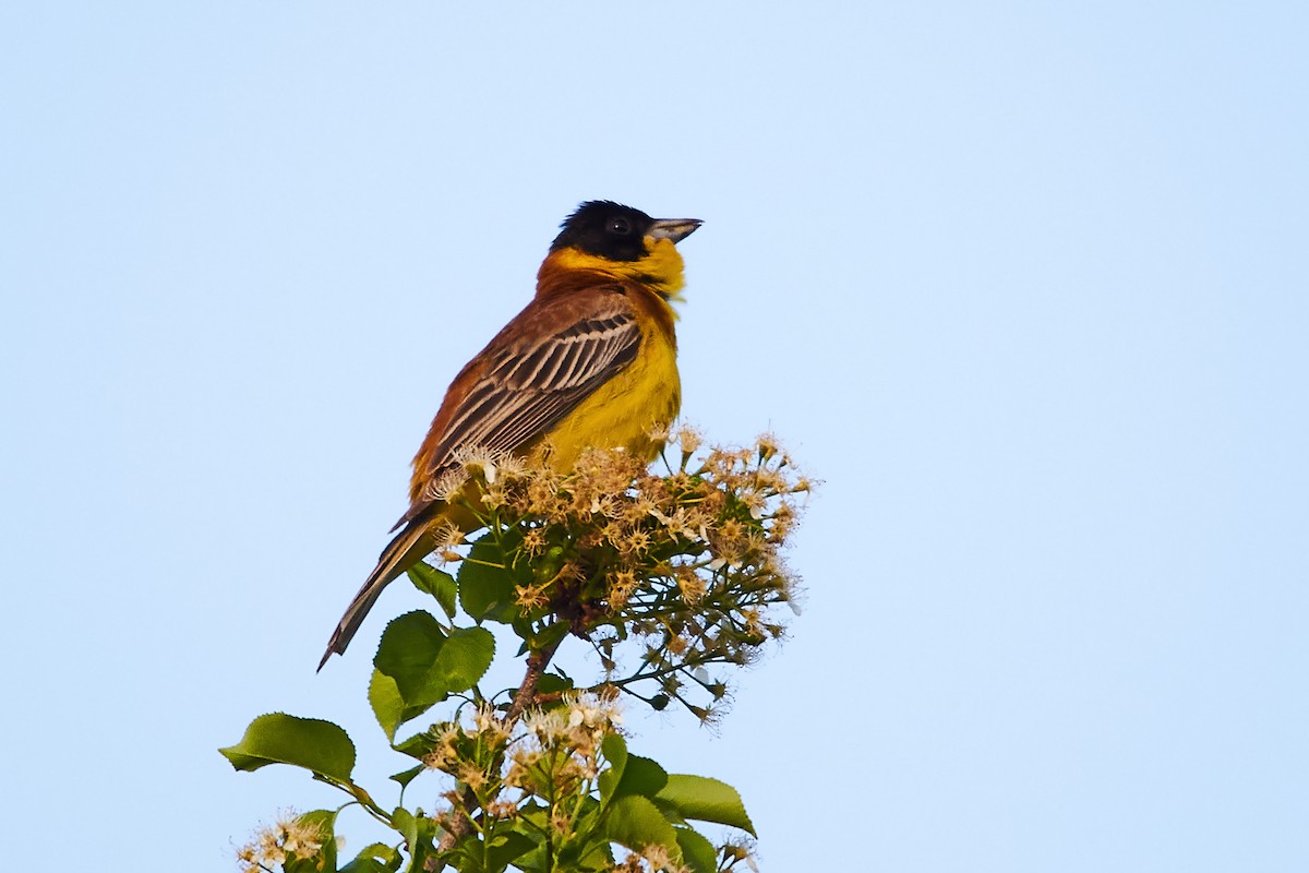 Black-headed Bunting - Miguel Rouco