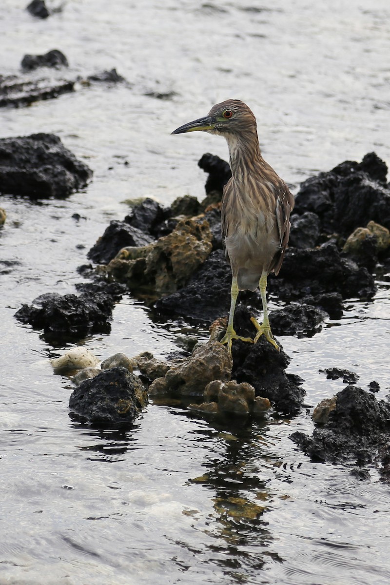 Black-crowned Night Heron - ML319809641