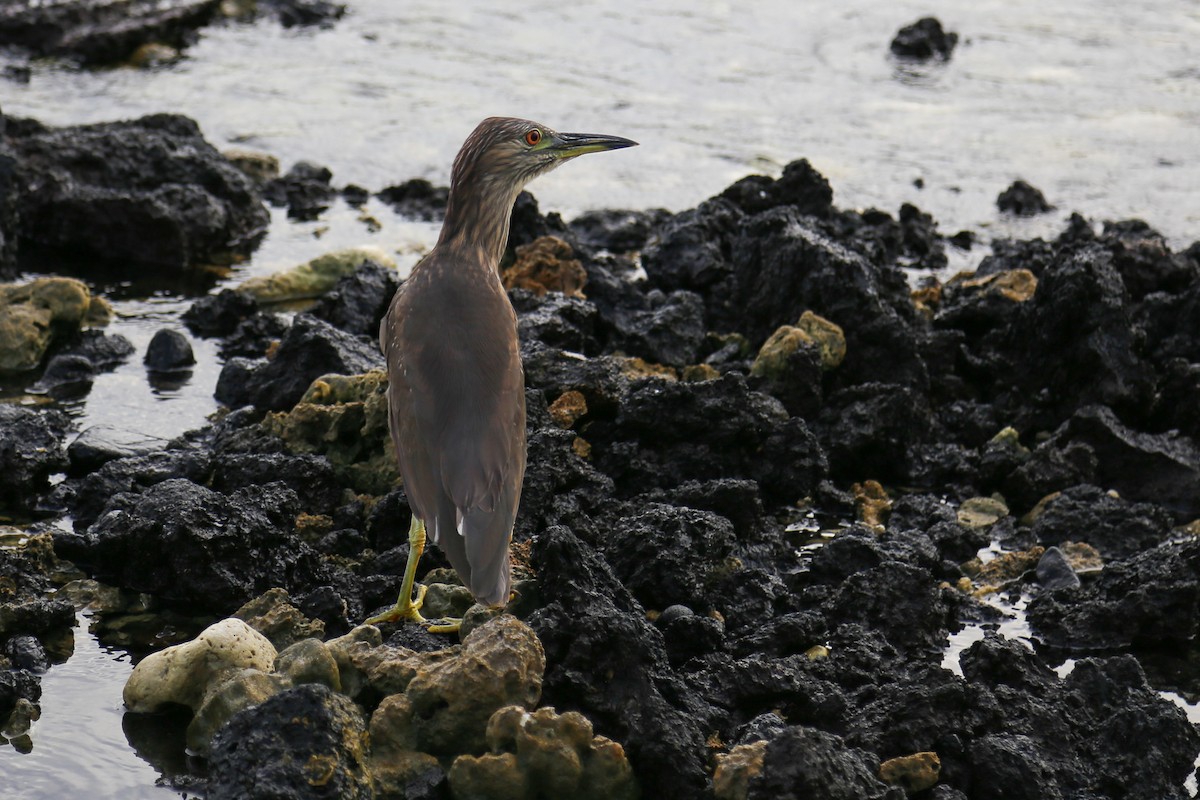 Black-crowned Night Heron - ML319809671
