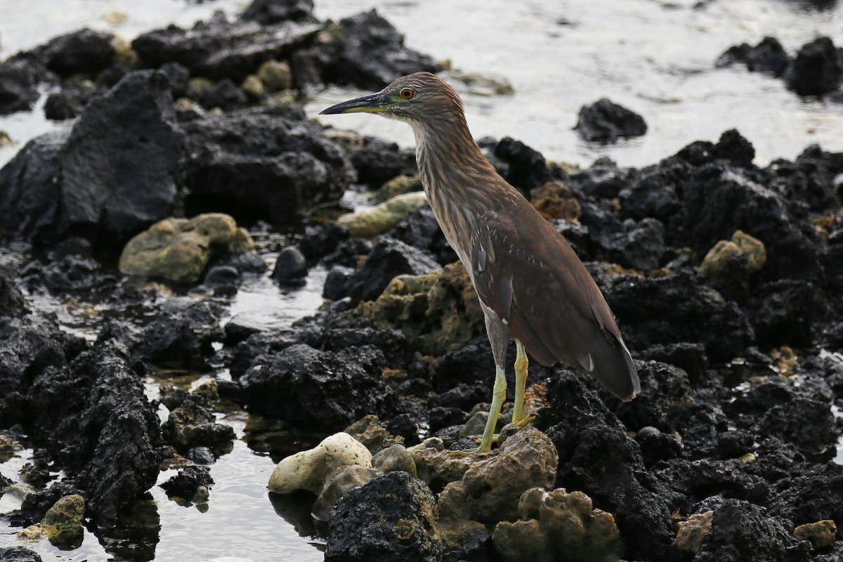 Black-crowned Night Heron - ML319809681