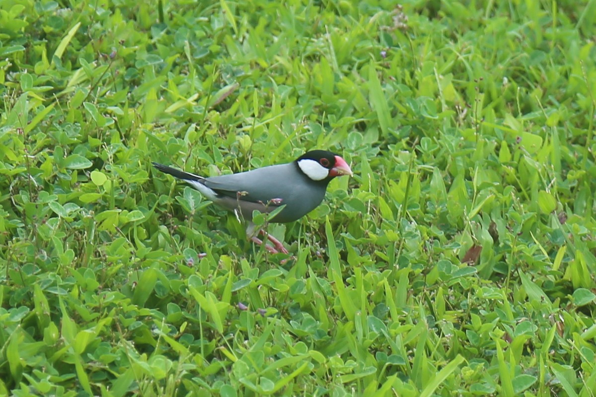 Java Sparrow - ML319810451