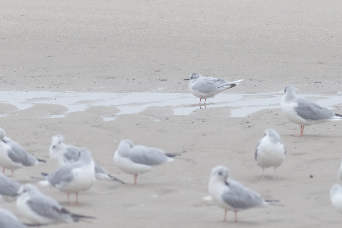 Little Gull - ML319815261