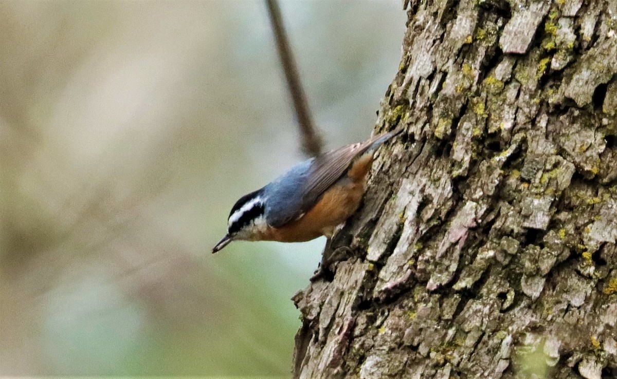 Red-breasted Nuthatch - ML319816271