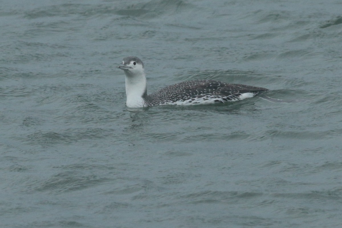 Red-throated Loon - ML319817771