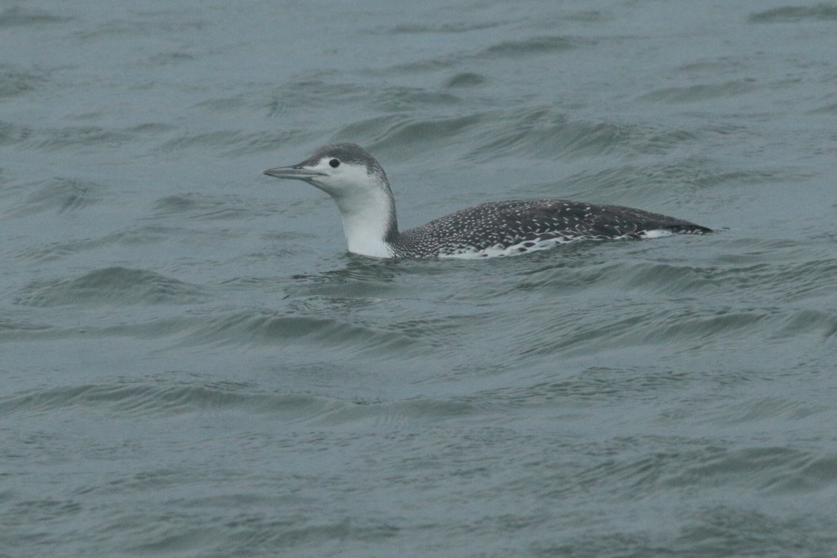 Red-throated Loon - ML319817801