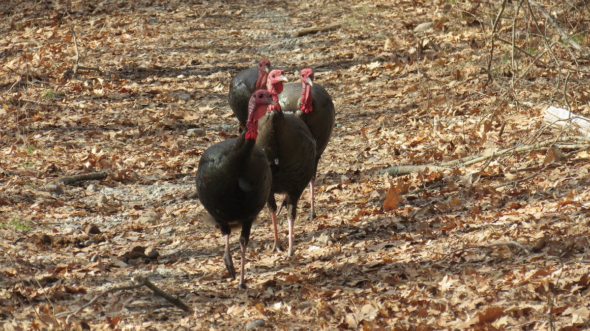 Wild Turkey - ML319819081