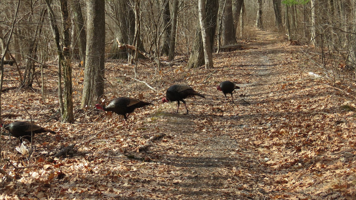 Wild Turkey - ML319819091