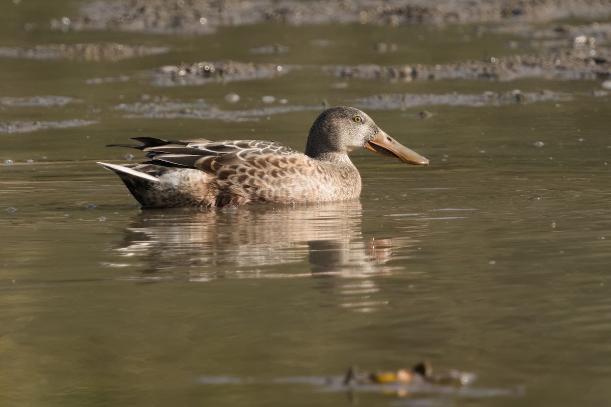 Northern Shoveler - Peter F