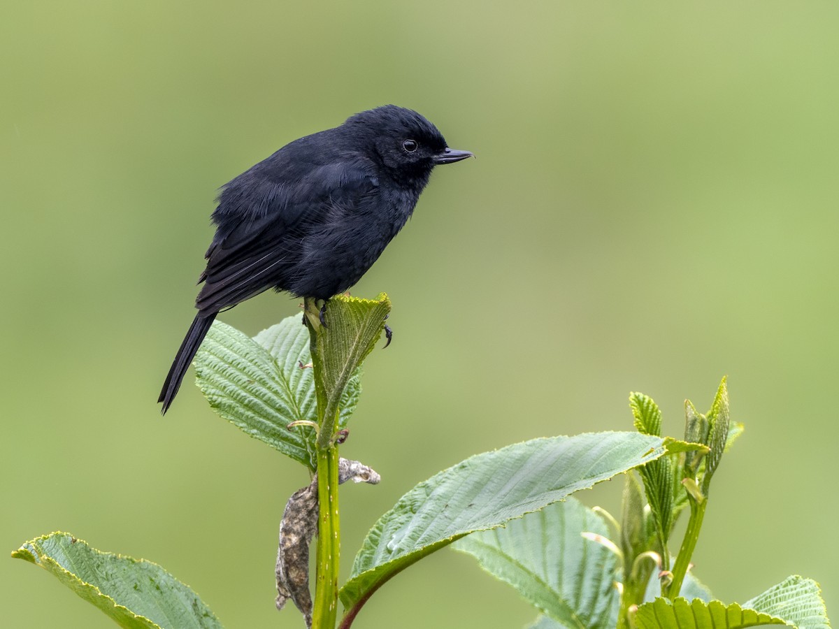 Black Flowerpiercer - Andres Vasquez Noboa