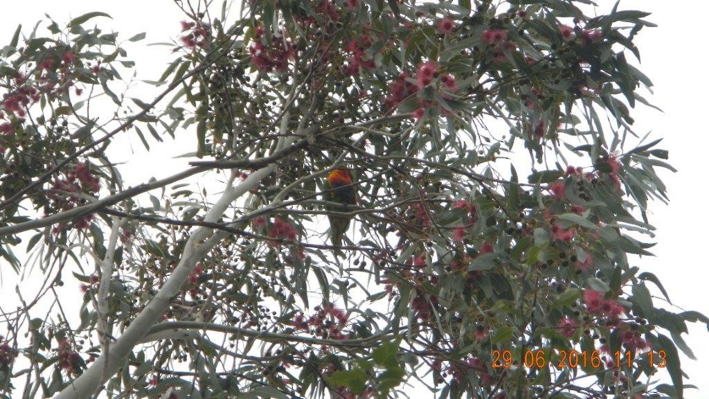 Rainbow Lorikeet - ML31982241