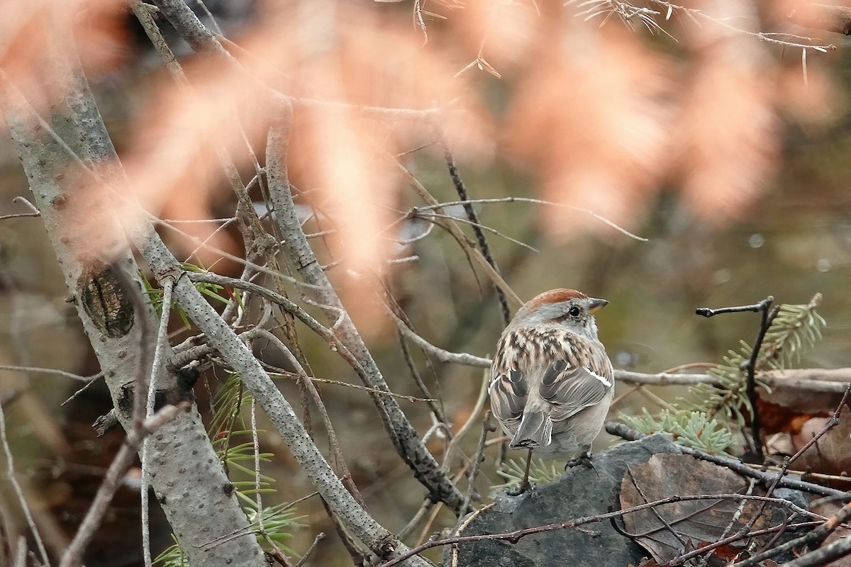 American Tree Sparrow - ML319822861