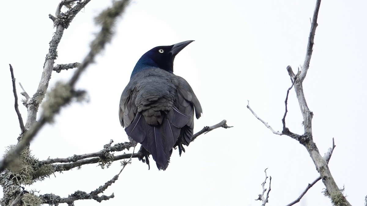 Common Grackle - ML319823351