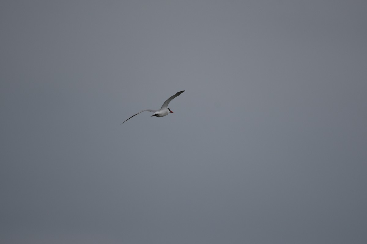 Caspian Tern - ML319824321