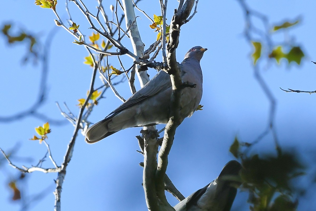 Band-tailed Pigeon - ML319827461