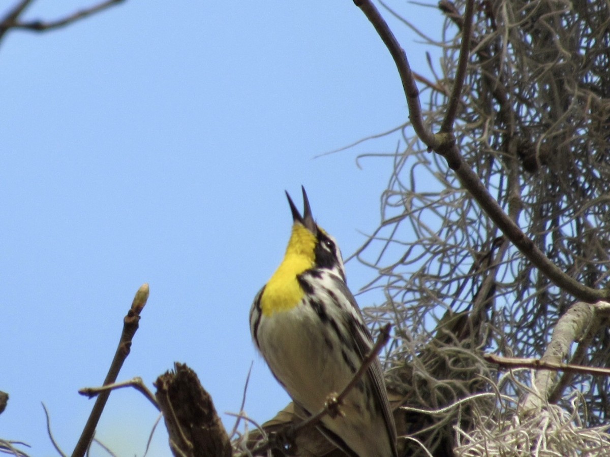 Yellow-throated Warbler - ML319827681