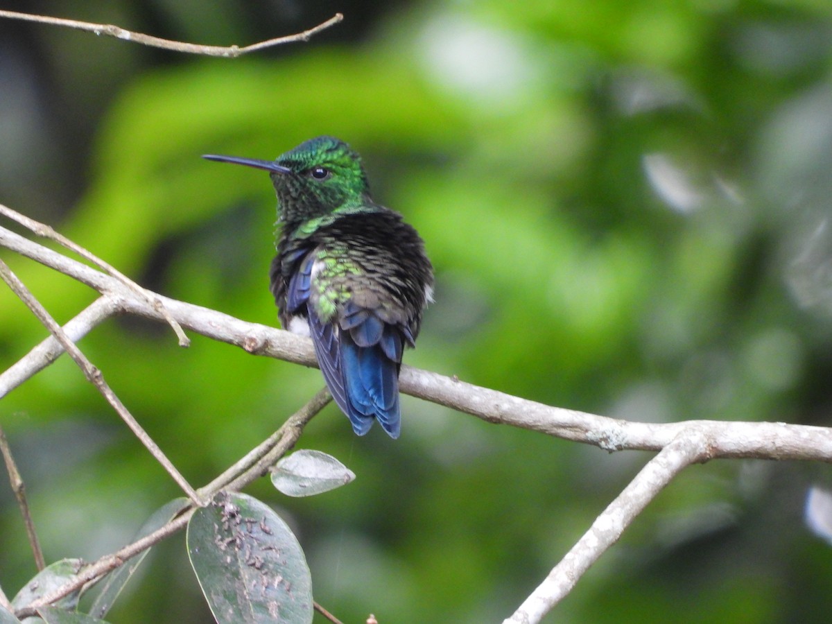 Steely-vented Hummingbird - ML319827861