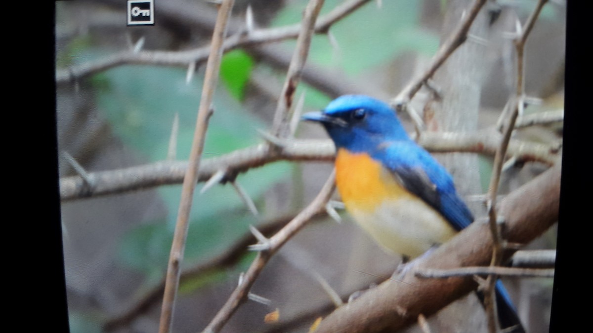 Blue-throated Flycatcher - Komal Agrawal
