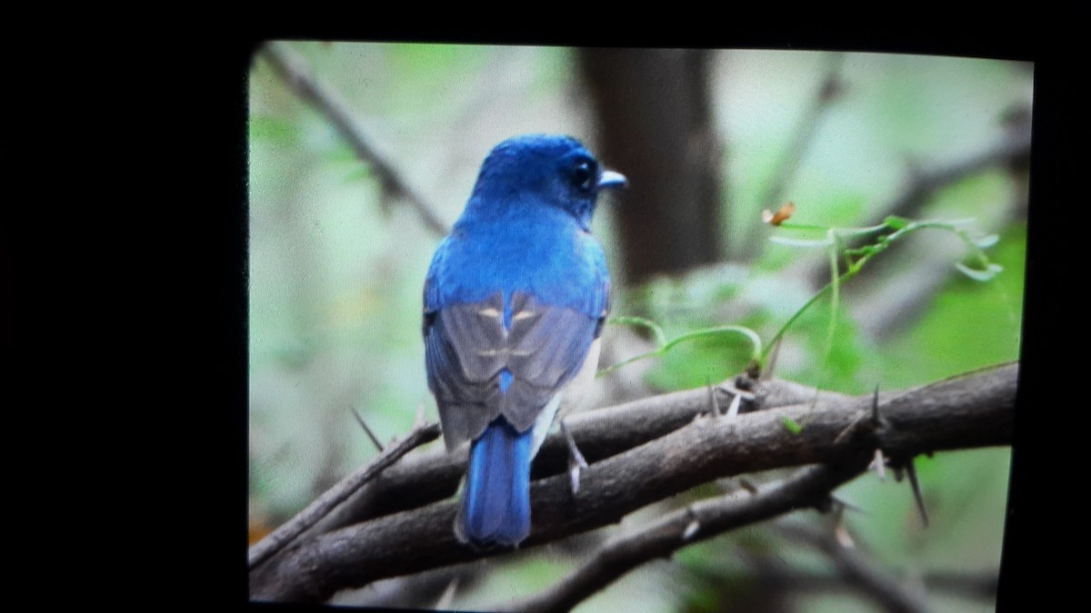 Blue-throated Flycatcher - ML31982821