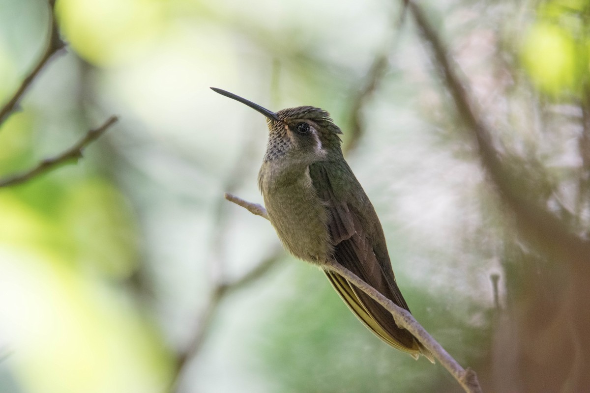 Colibrí Amatistino - ML31982951