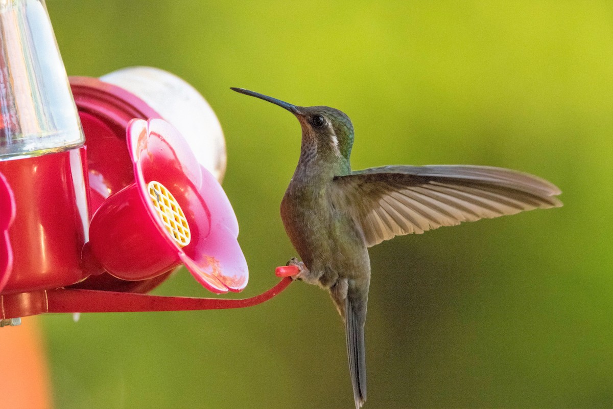 Amethyst-throated Mountain-gem - Yannick Fleury