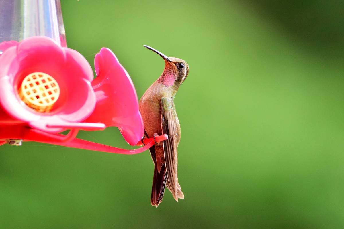 Colibrí Amatistino - ML31982991