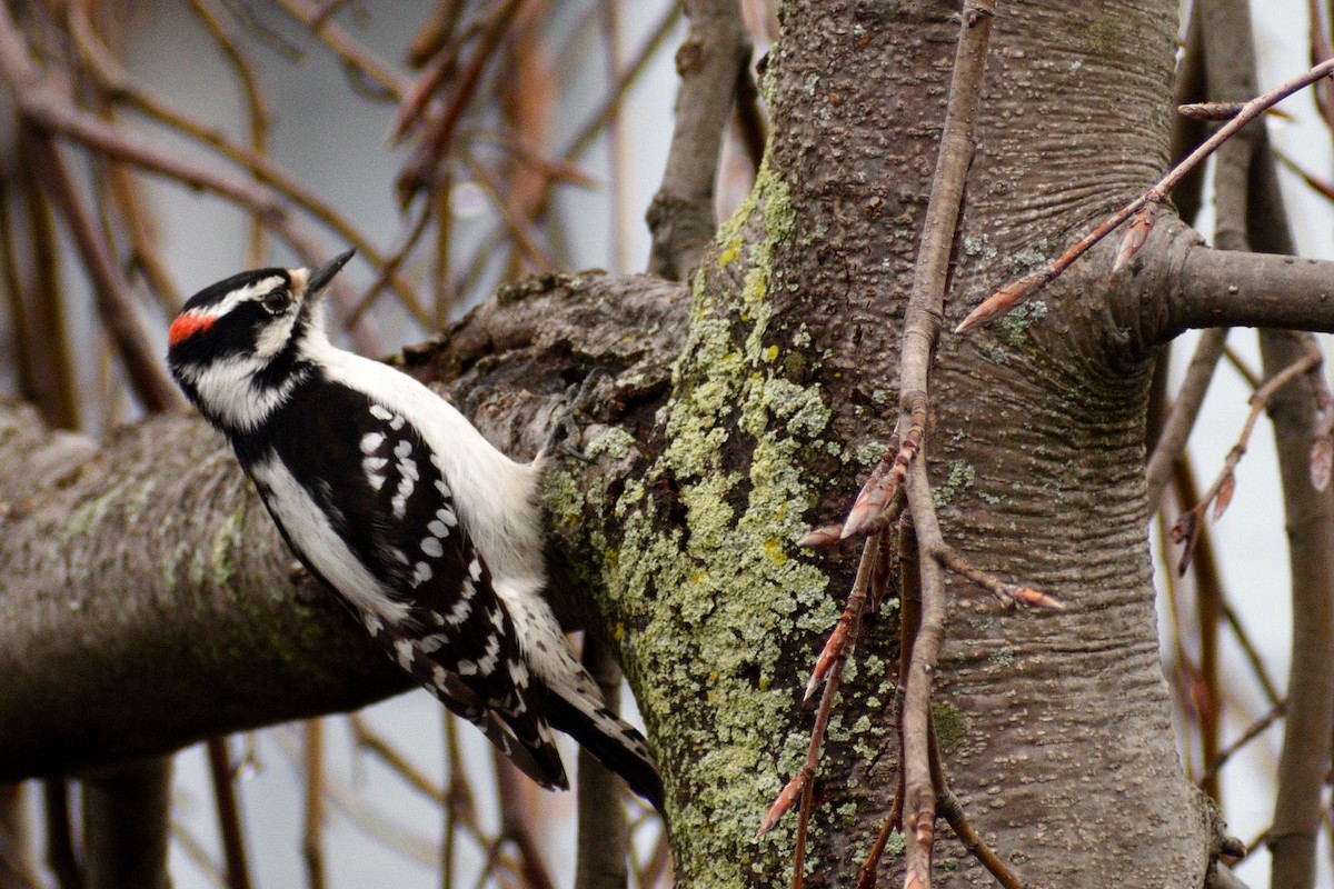 Downy Woodpecker - ML319830251