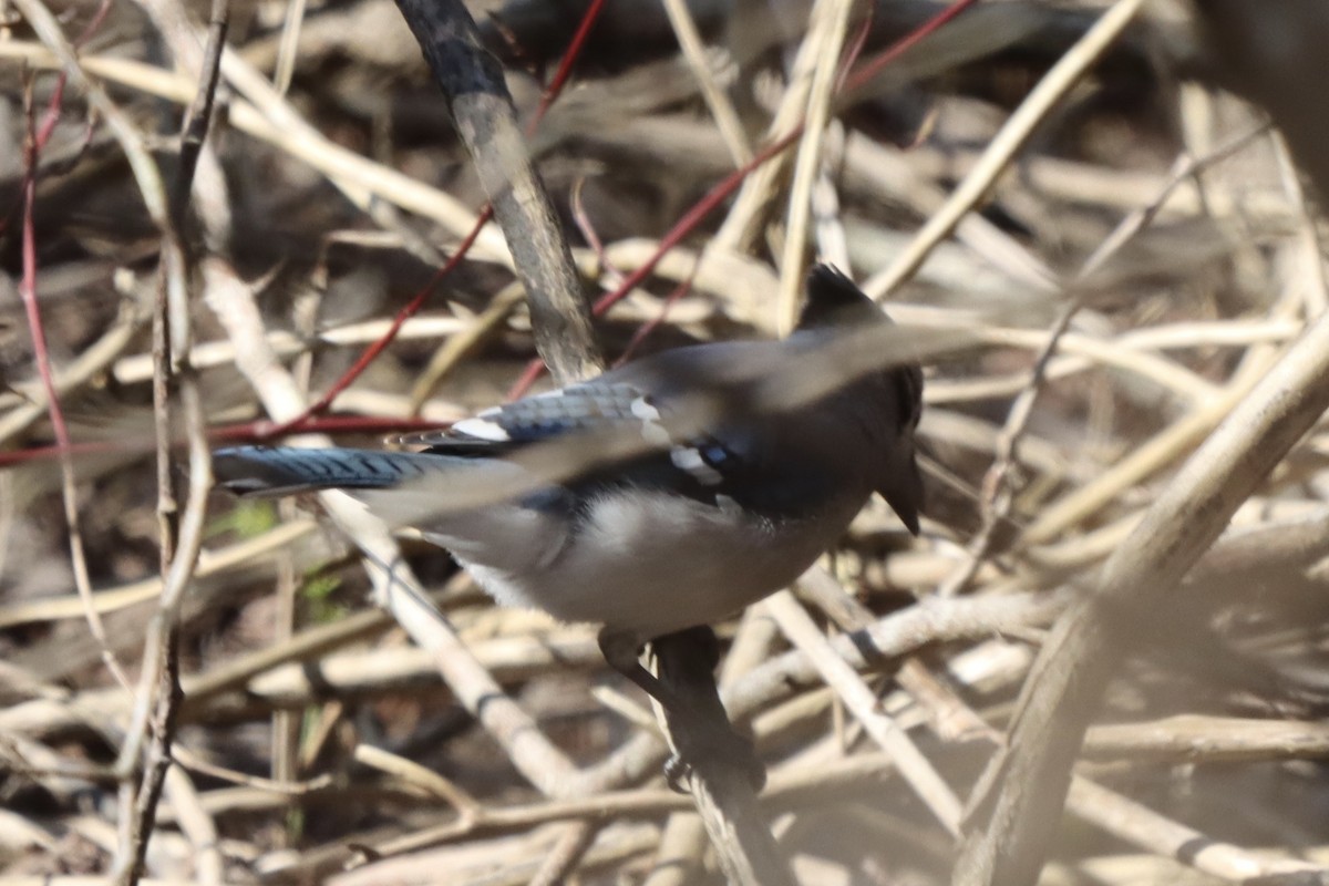 Blue Jay - ML319832111