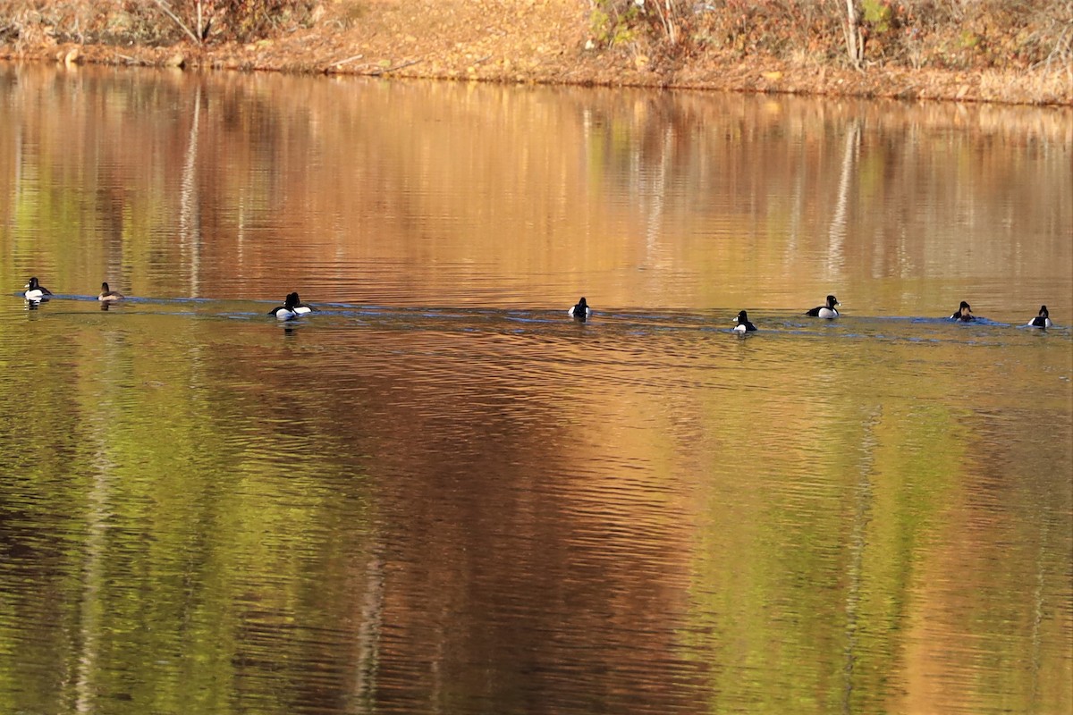 Ring-necked Duck - ML319832791