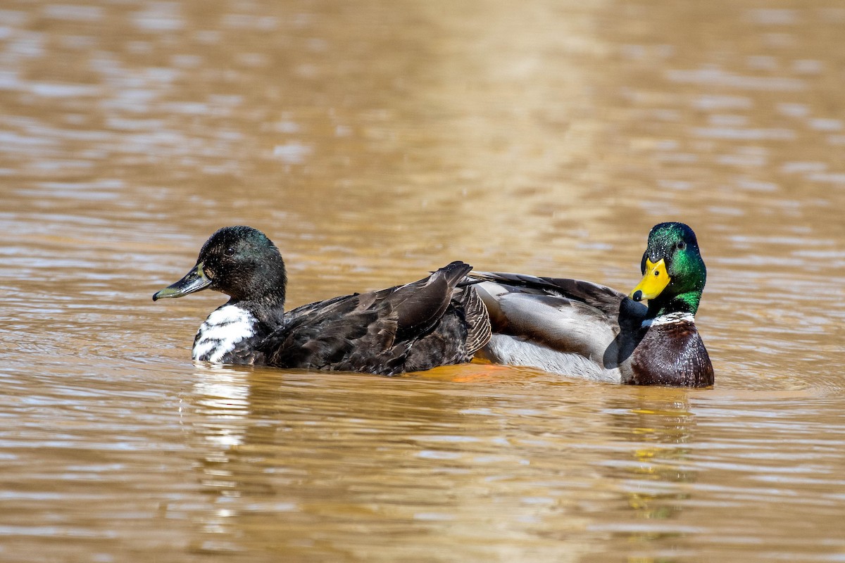 Mallard (Domestic type) - ML319834091