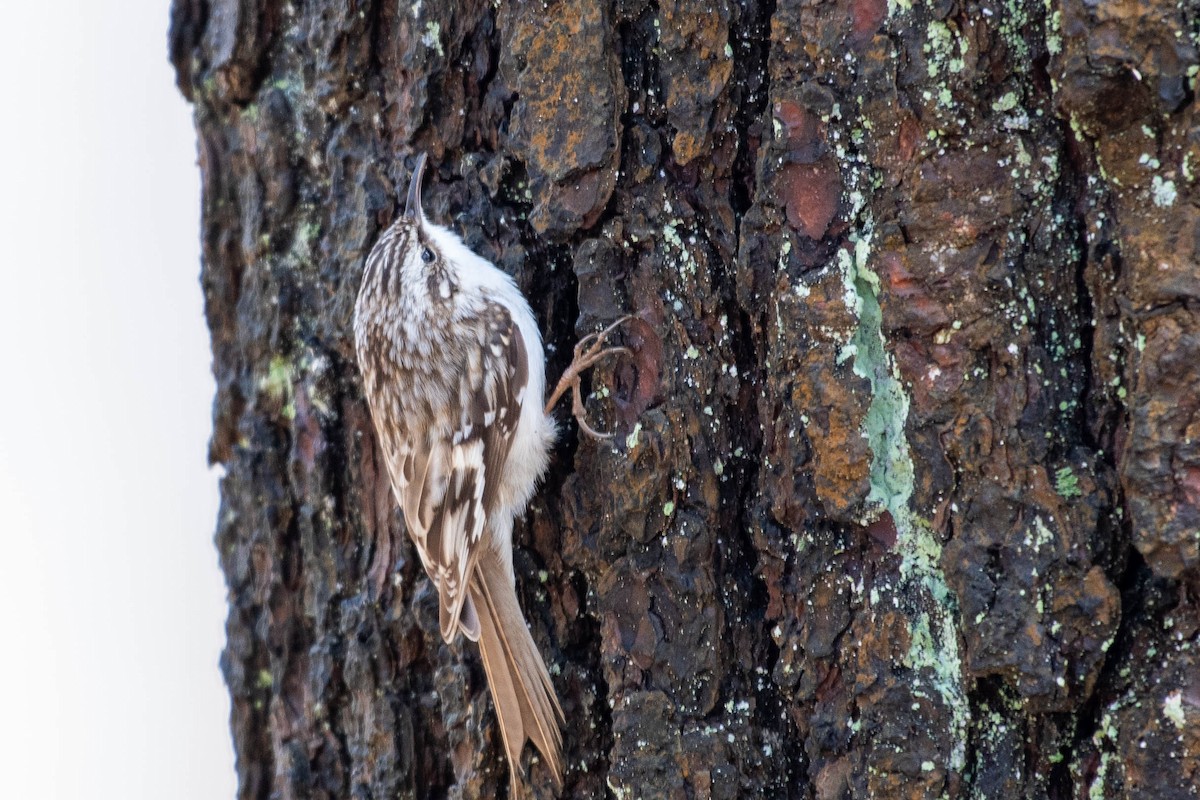 Brown Creeper - ML319834651