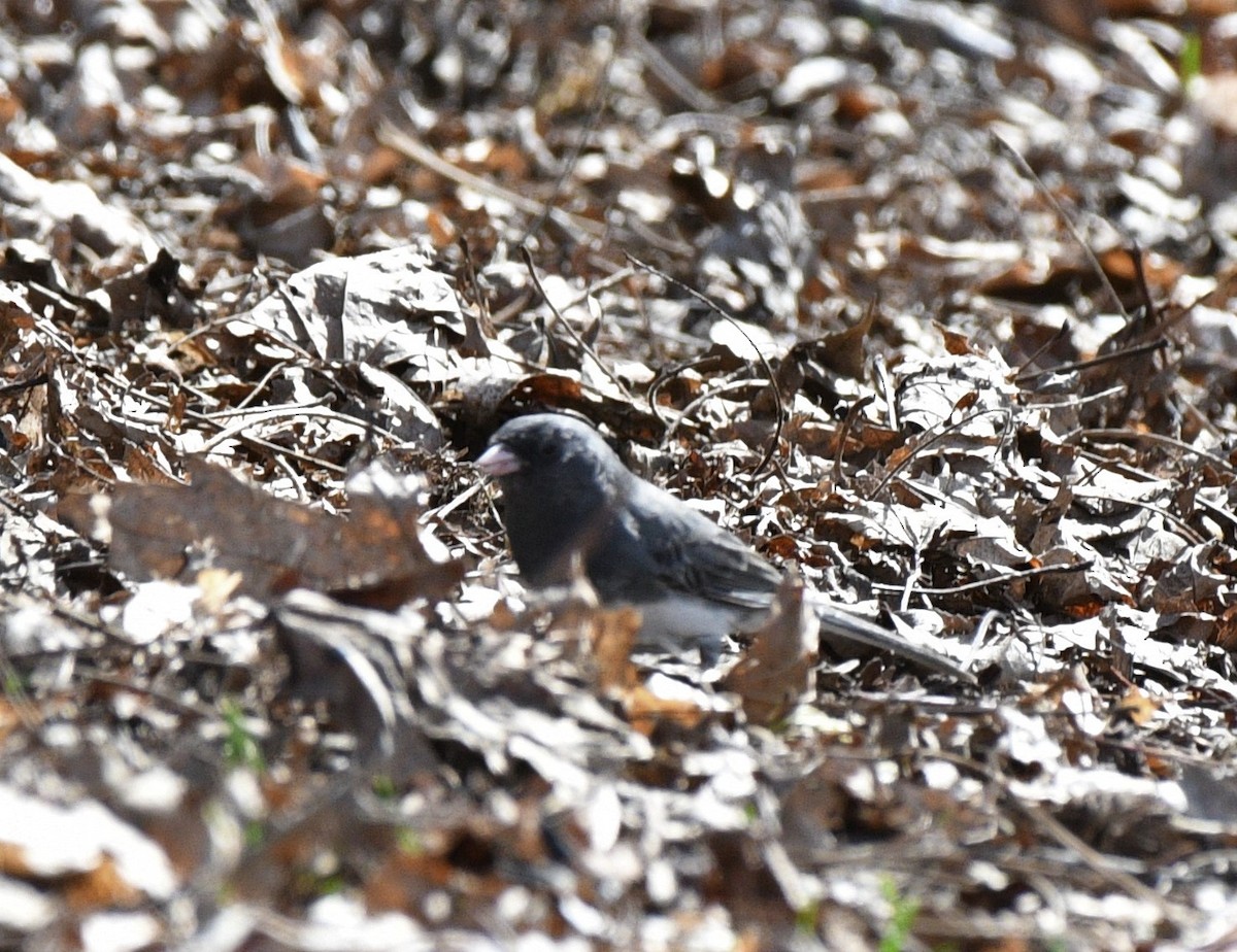 Dark-eyed Junco - ML319835531