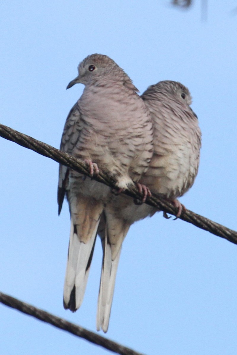 Inca Dove - Jun Tsuchiya