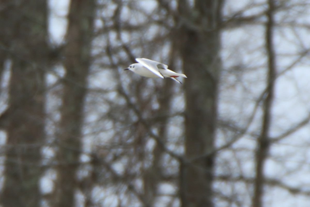 Bonaparte's Gull - ML319838191