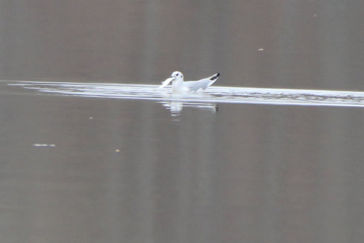 Bonaparte's Gull - ML319838201