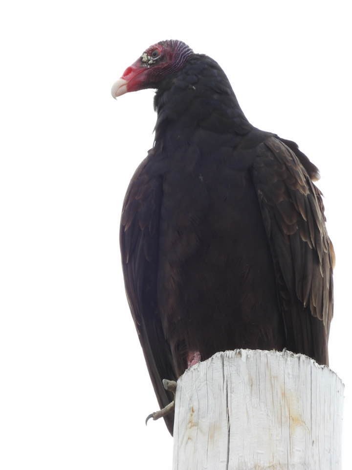 Turkey Vulture - ML319842561