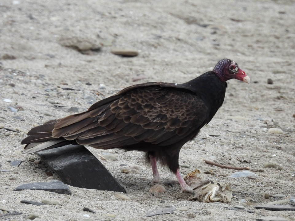 Turkey Vulture - ML319842651