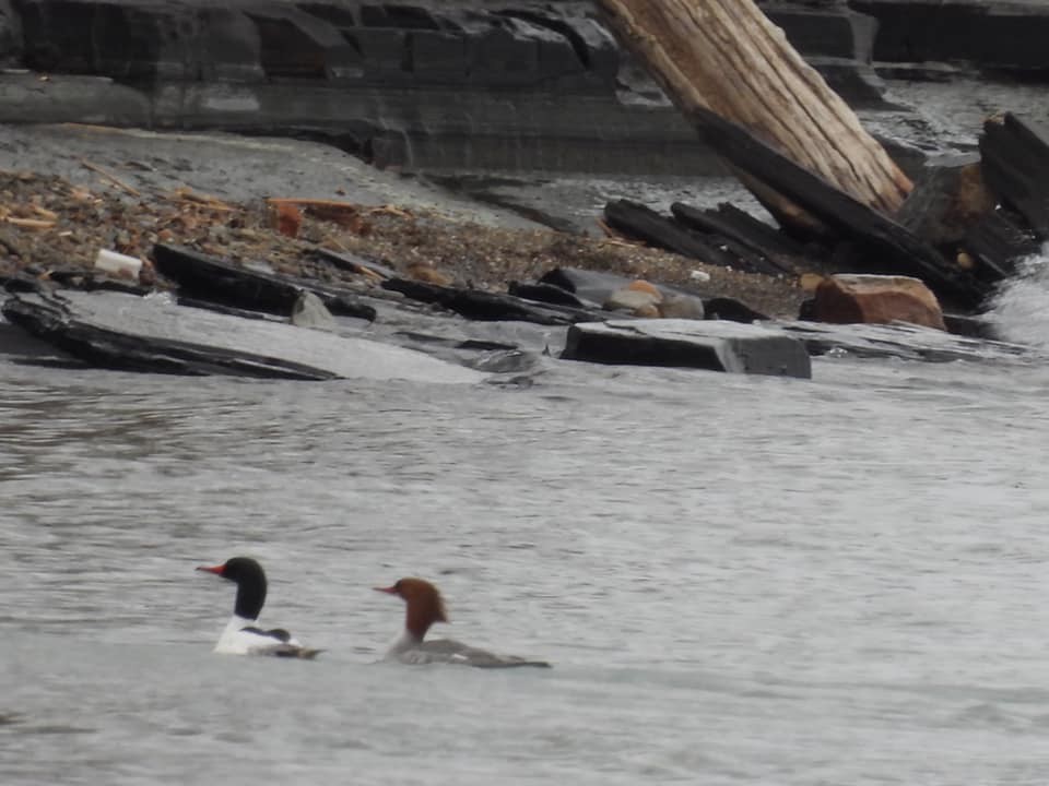 Common Merganser - ML319842781