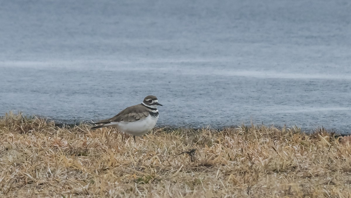 Killdeer - Valerie Woodring