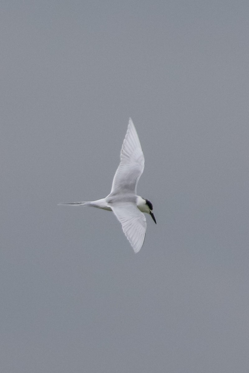 Forster's Tern - Jodi Boe