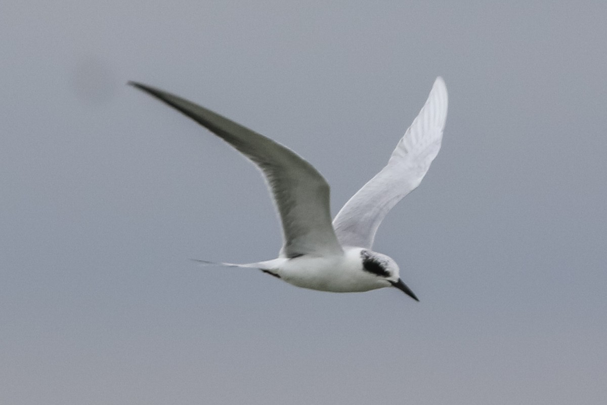 Forster's Tern - Jodi Boe