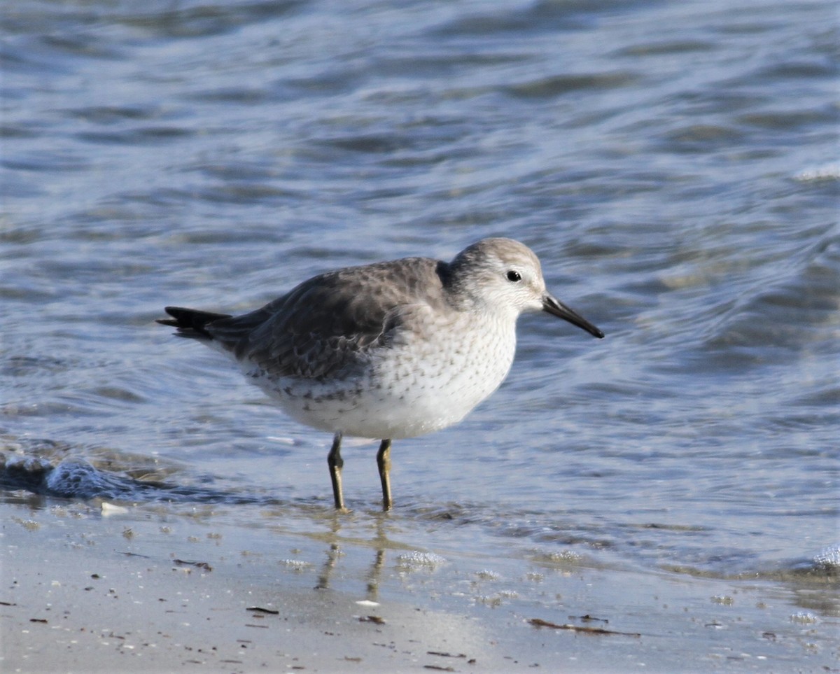 Red Knot - ML319844871