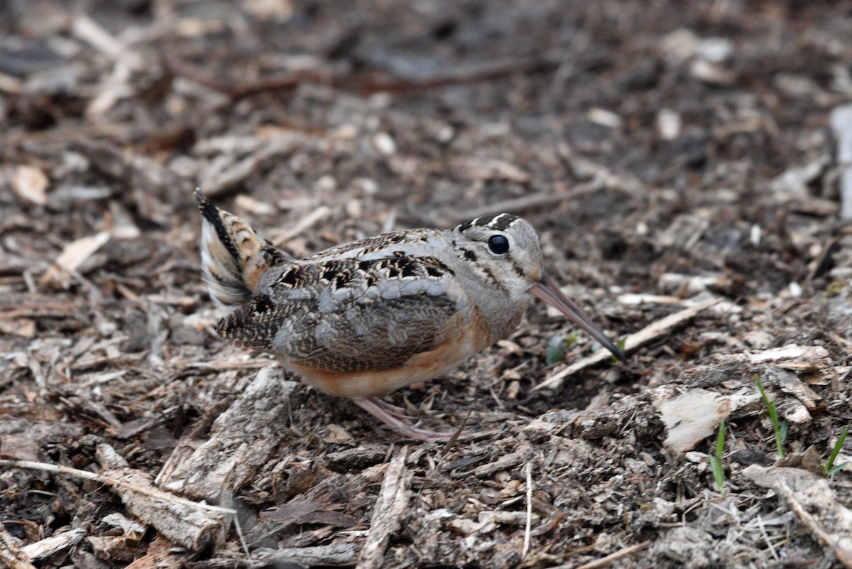 American Woodcock - ML319846201