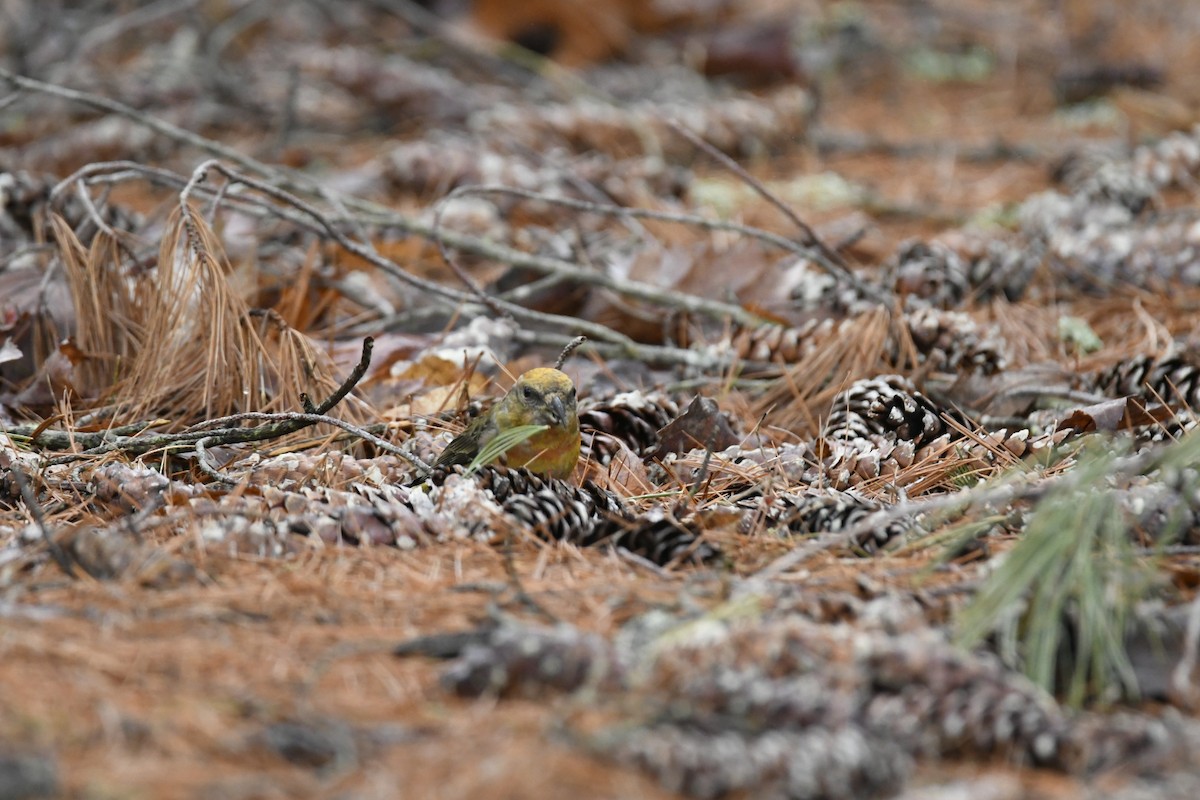 Red Crossbill - ML319847121